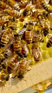 Vital Honey