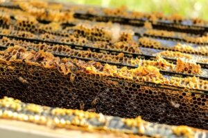 Vital Honey