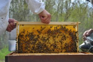 Vital Honey