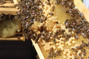 Vital Honey