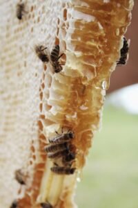 Vital Honey