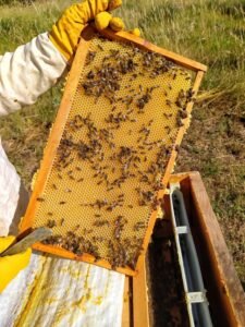 Vital Honey